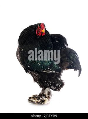 brahma chicken in front of white background Stock Photo