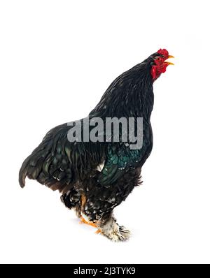 brahma chicken in front of white background Stock Photo