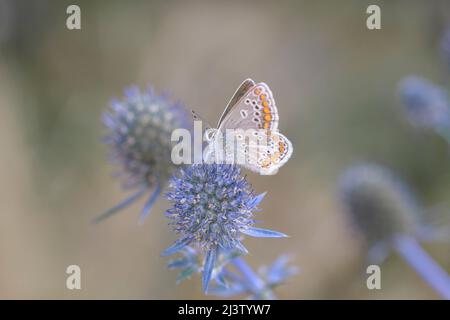Brown argus - Aricia agestis - resting on a blossom of Eryngium planum, the blue eryngo or flat sea holly Stock Photo