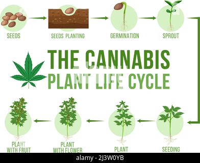 The cannabis plant life cycle illustration Stock Vector Image & Art - Alamy