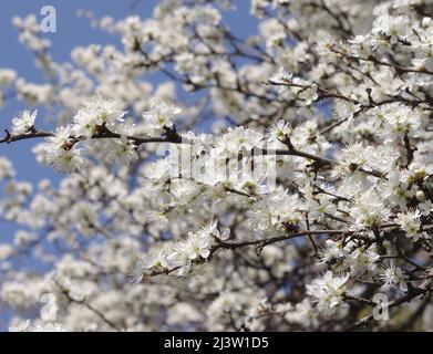 Cherry tree in bloom Stock Photo