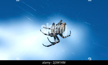 Tarantula in micro-photography.Creative. A spider with a beautiful pattern on its back weighs on a web against a blue sky background. Stock Photo