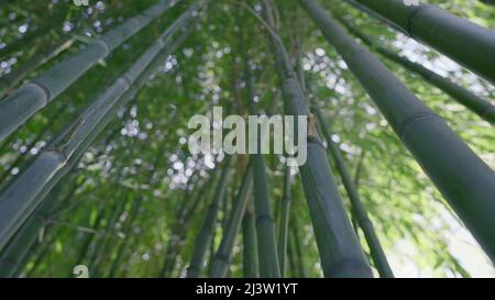 A huge green forest with long trees.Action. Bright long thin trees stretching to the top in a green tropical forest on a bright sky. Stock Photo
