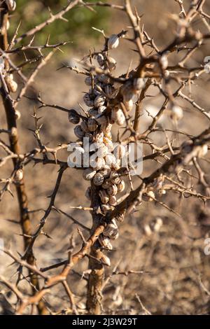 Selective focus on a dry branch with a lot of snails attached to the stem of the branch. Stock Photo