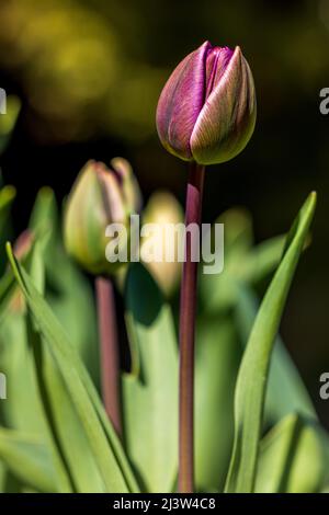 Tulip 'Blue Diamond' Tulipa Stock Photo