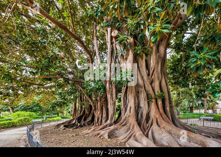 Moreton Bay fig (ficus macrophylla), Jardin de Ayora, Valencia, Valencian Community, Spain Stock Photo
