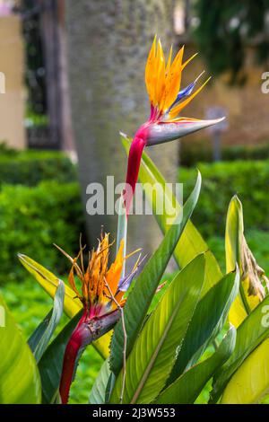 Strelitzia (Strelitzia reginae), Jardin de Ayora, Valencia, Valencian Community, Spain Stock Photo