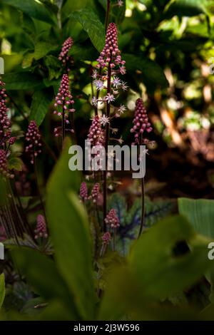 Tiarella ‘Spring Symphony’ foam flower Stock Photo