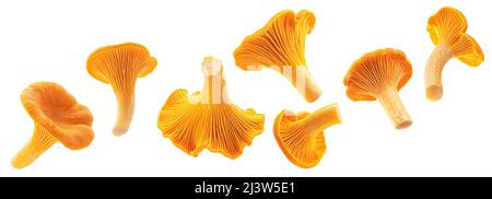 Chanterelle mushrooms isolated on white background  Stock Photo