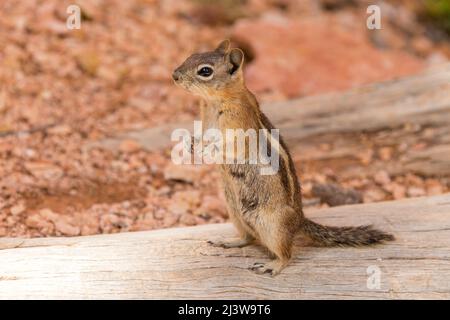 Eastern Chipmunk standing on wooden log in Bryce canyon national park, USA