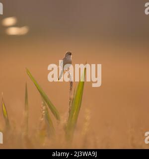 Graceful Prinia (Prinia gracilis) on a branch, Photographed at dusk in Israel Stock Photo