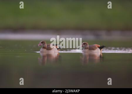 a family of Egyptian Goose (Alopochen aegyptiaca) swimming in water. The Egyptian Goose is a member of the duck, goose, and swan family Anatidae. It i Stock Photo