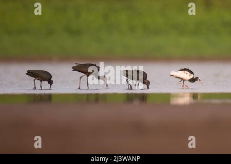 Glossy Ibis (Plegadis falcinellus) feeding on freshwater snails in shallow water. The specimen on the right is a white mutation of this species These Stock Photo