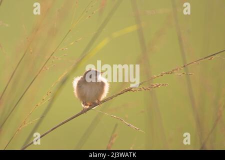 Graceful Prinia (Prinia gracilis) on a branch, Photographed at dusk in Israel Stock Photo