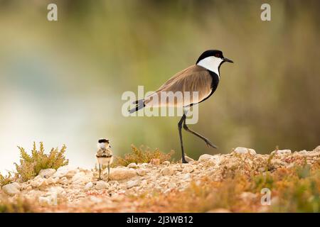 Spur-winged plover (or lapwing, Vanellus spinosus) with chick. This bird inhabits wetlands and coastal areas in northern Africa and the eastern Medite Stock Photo