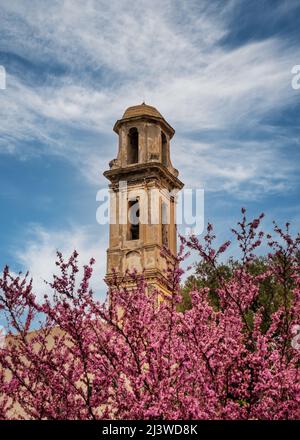 The bell tower of the Couvent de Corbara, the ancient convent outside the village of Corbara in the Balagne region of Corsica with pink blossom in the Stock Photo