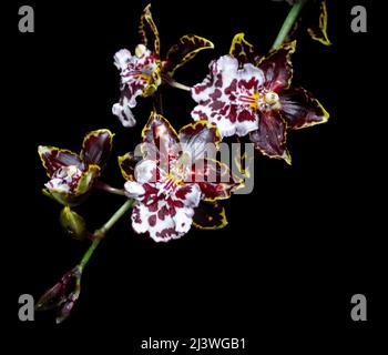 Beallara Tahoma Glacier orchid. orchid in the foreground and black background. Orchid on black background. Stock Photo