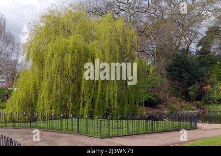 Weeping willow tree - salix babylonica - and duck pond at Thompson's Park, Romilly Road Cardiff Stock Photo