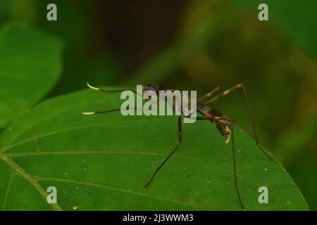 Stilt legged fly resting on leaf with front legs raised. Micropezidae. Stock Photo