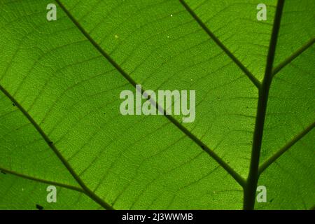 Green leaf texture Stock Photo