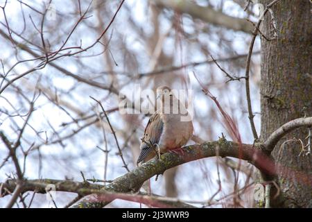 A wild pigeon Turtledove sits on a tree at the beginning of March Stock Photo