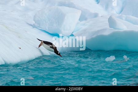 Lone Gentoo penguin diving off of an iceberg into aqua coloured sea water. Antarctica Stock Photo