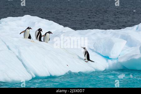 Four Gentoo penguins on an iceberg having just got out of the aqua coloured sea. Antarctica Stock Photo