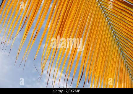 Palm leaf closeup, Dominican Republic, sunny beach, palm trees, on the coast Stock Photo