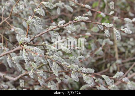 Grey Willow Salix cinerea - female catkins Stock Photo