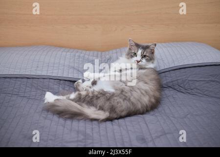 a kitten lies on a sofa on his back and looks at the camera Stock Photo