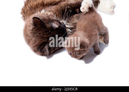 colored cinnamon long-haired Scottish cat lying down playing with her kitten hugging, isolated image, beautiful domestic cats, cats in the house, pets Stock Photo