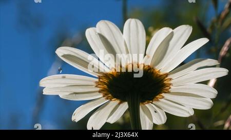 Close up bottom view of a daisy flower on a rainy sunny day. Creative. Water drops falling on white soft petals on the background of green meadow. Stock Photo