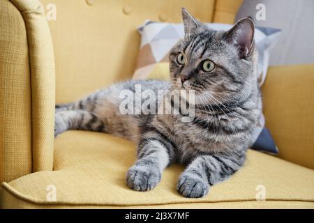 Tabby grey cat lies on soft yellow armchair. Cute domestic cat relax indoors. Stock Photo