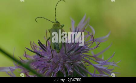 Insects in macro photography. Creative. Small flowers on which dragonflies and a grasshopper sit and wiggle their whiskers and the sun shines on them. Stock Photo