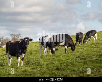 Young Friesian black and white cows grazing in spring field, meadow. UK. Stock Photo