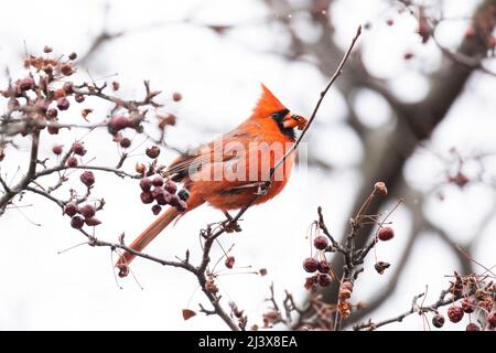 Male Northern Cardinal eating berries in winter Stock Photo