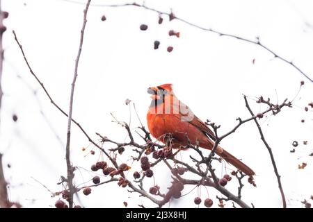 Male Northern Cardinal eating berries in winter Stock Photo