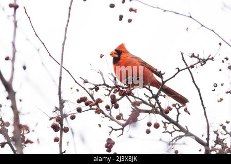 Male Northern Cardinal eating berries in winter Stock Photo