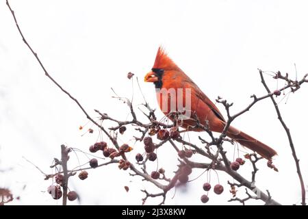 Male Northern Cardinal eating berries in winter Stock Photo