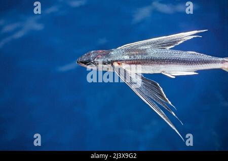 Flying Fish (Cypselurus poecilopterus), Ari Atoll, Maldives, Indian ocean, Asia Stock Photo