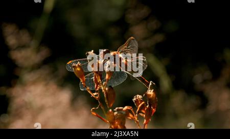 Insects in macro photography. Creative. Small flowers on which dragonflies and a grasshopper sit and wiggle their whiskers and the sun shines on them. Stock Photo