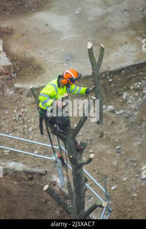 Tree surgeon working in a tree Stock Photo