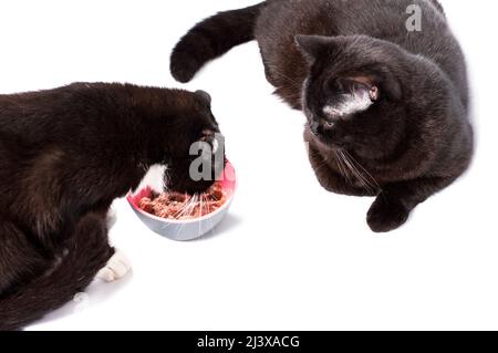 Scottish fold cat and a straight cat eating on a white background, isolated image, beautiful domestic cats, cats in the house, pets Stock Photo