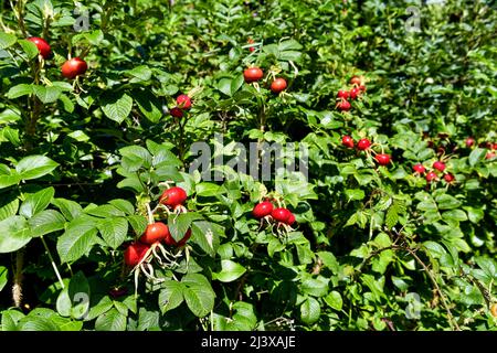 Abundance of bright coloured Rose hips or rosehips, also called rose haw and rose hep, from wild dog roses, also called Rosa canina. Stock Photo