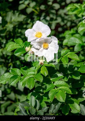 The bright coloured Rose hips or rosehips, also called rose haw and rose hep, from wild dog roses, also called Rosa canina. Stock Photo