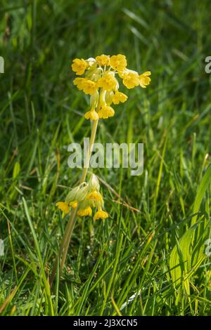 Primula veris aka cowslip, common cowslip, cowslip primrose growing wild in meadow, UK. Stock Photo