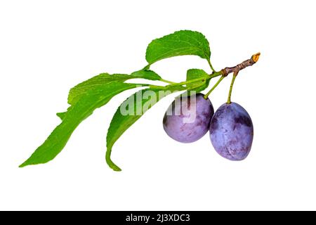 Two blue ripe plums hanging on a branch with green leaves isolated on white background. Stock Photo