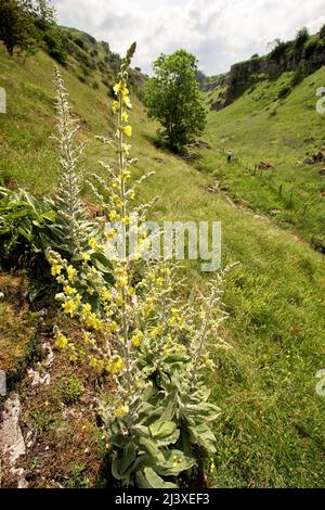 Tall flower spikes of Dark Mullein Verbascum nigrum in the upper reached of Lathkill Dale Stock Photo