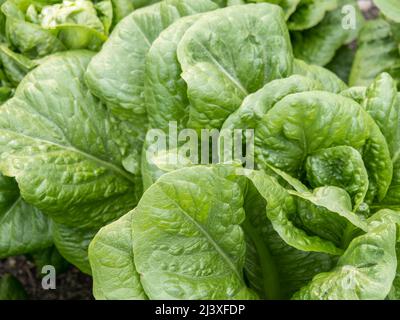 Cos type lettuce, growing in garden. Closeup. Stock Photo