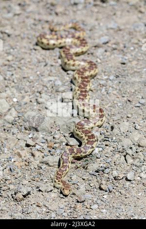 Pacific Gopher Snake adult recently shedded sunbathing on gravel trail. Joseph D Grant Ranch County Park, Santa Clara County, California, USA. Stock Photo